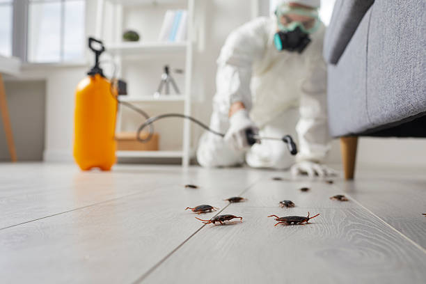 Post-Treatment Bed Bug Interceptor Monitoring in Turner